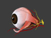 Conceptual image of human eye anatomy Poster Print - Item # VARPSTSTK700663H