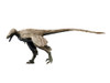 Saurornitholestes dinosaur, white background Poster Print - Item # VARPSTNBT600147P