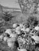 USA  harvested pumpkins and apples on grass Poster Print - Item # VARSAL255424063