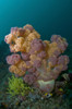 Dendronephthya orange and pink soft coral, Komodo, Indonesia Poster Print - Item # VARPSTMME400042U