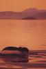 Alaska, Inside Passage, Admiralty Island, Close-Up Of Fluke Calm Ocean, Sunset Orange Sky Reflections (Megaptera Novaeangliae) PosterPrint - Item # VARDPI2003774