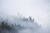 Fog shrouded trees along the British Columbia coastline near Prince Rupert; British Columbia, Canada PosterPrint - Item # VARDPI12252430