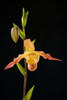 Orchid On Black Background. PosterPrint - Item # VARDPI1978766