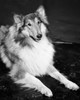 Collie lying down Poster Print - Item # VARSAL25531153