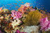 Fiji, Alconarian Coral And A Crinoid Along With Schooling Anthias. PosterPrint - Item # VARDPI2325999