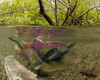 Underwater View Of Mature Sockeye Salmon On Spawning Grounds, Power Creek, Near Cordova, Southcentral Alaska PosterPrint - Item # VARDPI2103527