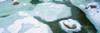 http://c328301.r1.cf1.rackcdn.com/PPI160449S.jpg