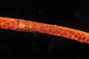 Red goby sitting motionless on whip coral, Fiji Poster Print - Item # VARPSTTMO400223U
