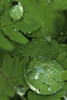 Raindrops On Wood Fern Fronds Boreal Forest Sc Ak Summer Near Anchorage PosterPrint - Item # VARDPI2133251