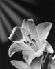 Close-up of Easter Lily Poster Print - Item # VARSAL25532780