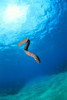 Hawaii, Zebra Moral Eel (Gymnomuraena Zebra) Swims Midwater With Sunburst PosterPrint - Item # VARDPI2001936