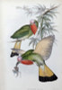 Red-throated Nyctiornis John Gould Poster Print - Item # VARSAL900139680