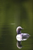 Close Up Of A Pacific Loon Swimming In A Pond In Chugach State Park Near Anchorage, Southcentral Alaska, Summer PosterPrint - Item # VARDPI2167337