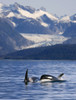 Pod Of Orca Whales Surfacing In *Favorite Passage* Of The Lynn Canal With Herbert Glacier And The Coastal Mountains In The Background In Southeast Alaska PosterPrint - Item # VARDPI2093795