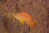 Scalefin anthias fish Beqa Lagoon, Fiji Poster Print - Item # VARPSTTMO400412U