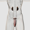 Three dimensional medical illustration of male urinary system Poster Print - Item # VARPSTSTK700377H