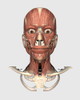 Human head showing bone and muscles Poster Print - Item # VARPSTSTK701137H
