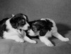 Two Collie puppies Poster Print - Item # VARSAL255423403