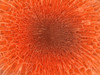 Microscopic view inside of the artery with intestinal villi Poster Print - Item # VARPSTSTK700322H