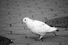 Pigeon on sidewalk Poster Print - Item # VARSAL255421865
