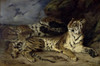 Young Tiger Playing with his Mother   1830   Eugene Delacroix   Musee du Louvre  Paris  Poster Print - Item # VARSAL1158925