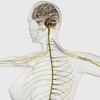Medical illustration of the human nervous system and brain Poster Print - Item # VARPSTSTK700293H
