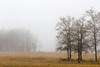 Trees in a foggy field; Alberta, Canada PosterPrint - Item # VARDPI12277127