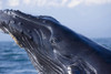 Closeup Of Humpback Whale Breaching In Inside Passage W/Fairweather Range Southeast Alaska Summer PosterPrint - Item # VARDPI2093757