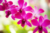Hawaii, Closeup Of Orchid Lei. PosterPrint - Item # VARDPI1977406