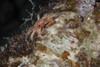 Small crab feeding at night, Bonaire, Caribbean Netherlands Poster Print - Item # VARPSTTMO400157U