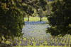 Arlington National Cemetery, Arlington, Virginia, USA Poster Print - Item # VARPSTTMO100583M