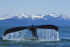 Humpback Whale Fluking In Lynn Canal With Chilkat Mountains In The Distance, Inside Passage, Southeast Alaska, Summer PosterPrint - Item # VARDPI2102871