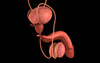 Conceptual image of human male reproductive organs Poster Print - Item # VARPSTSTK700692H