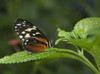 Butterfly On A Green Leaf; Niagara Falls, Ontario, Canada PosterPrint - Item # VARDPI2035125