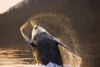 Humpback Whale Breaching Near Sunset Inside Passage Southeast Alaska Summer PosterPrint - Item # VARDPI2093763
