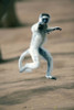 Verreaux's sifaka (Propithecus verreauxi) dancing in a field  Berenty  Madagascar Poster Print by Panoramic Images (16 x 24) - Item # PPI119398