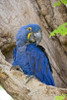 Close-up of a Hyacinth macaw  Three Brothers River  Meeting of the Waters State Park  Pantanal Wetlands  Brazil Poster Print by Panoramic Images (16 x 24) - Item # PPI125305