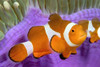 http://c328301.r1.cf1.rackcdn.com/DPI1990410LARGE.jpg
