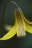 Macro detail of a small yellow flower; Ontario, Canada PosterPrint - Item # VARDPI12256111