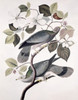 Band Tailed Pigeon - Male And Female  Audubon  John James  Lithograph Poster Print - Item # VARSAL900129459