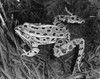 High angle view of a Leopard Frog Poster Print - Item # VARSAL25512430