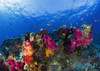 Soft Corals On Shallow Reef, Fiji PosterPrint - Item # VARDPI1846229