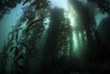 Giant kelp grows off the coast of California. Kelp forests, which grow in temperate areas worldwide, provide vital habitat for many species of fish and invertebrates Poster Print - Item # VARPSTETH400027U