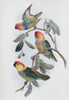Southern Ring Perroquet John Gould Poster Print - Item # VARSAL900140781