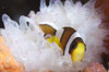 Clark's anemonefish in white anemone, Gorontalo, Indonesia Poster Print - Item # VARPSTSJN400414U