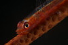 Red goby sitting motionless on whip coral, Fiji Poster Print - Item # VARPSTTMO400226U