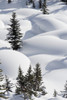 Banff National Park, Alberta, Canada; Trees In Snow Drifts At Lake Louise PosterPrint - Item # VARDPI1866876