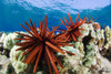 USA, Slate Pencil Urchin (Heterocentrotus Mammillatus); Hawaii Islands PosterPrint - Item # VARDPI1974009