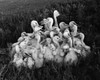 Flock of pelicans in grass Poster Print - Item # VARSAL9901424