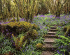 Ardcarrig Gardens, Co Galway, Ireland; Hazel Coppice And Bluebells PosterPrint - Item # VARDPI1798080